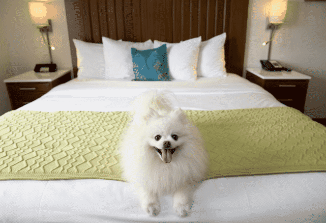 Puppy Love Package at The Alfond Inn